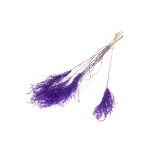 Fluffy Reed Grass 10pc Purple