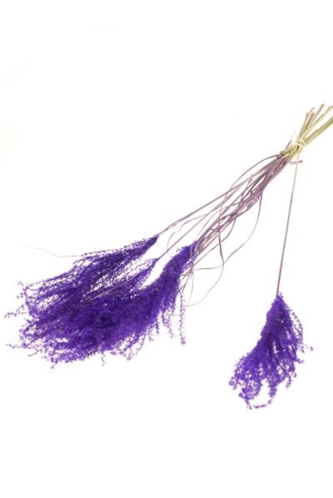 Fluffy Reed Grass 10pc Purple