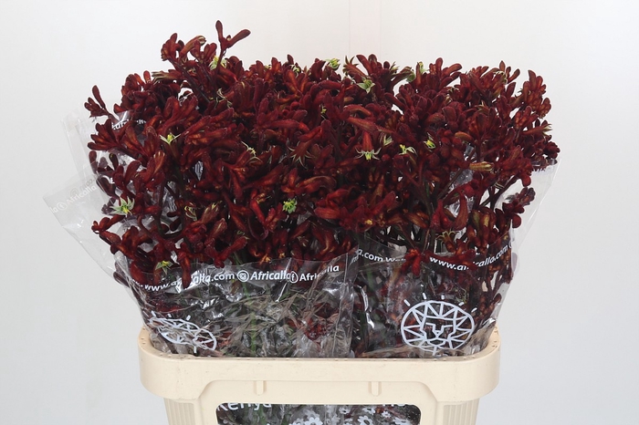 <h4>Anigozanthos Early Spring</h4>