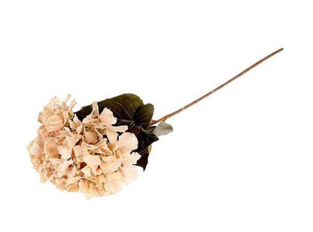 <h4>Stem Hydrangea L85</h4>