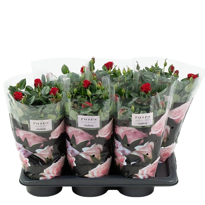 <h4>Nolina Roses Ø 17 cm Red st. 1-2</h4>