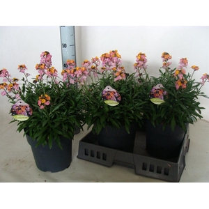 Erysimum  'Fragrant Sunshine'