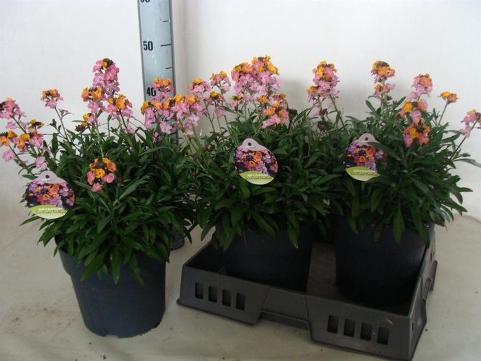 <h4>Erysimum  'Fragrant Sunshine'</h4>