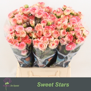 R Tr Sweet Stars Opstal
