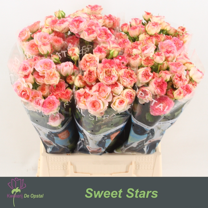 <h4>R Tr Sweet Stars Opstal</h4>