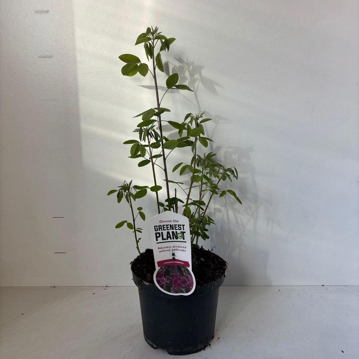 <h4>Lespedeza thunbergii</h4>