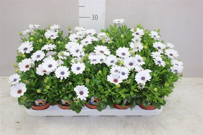 <h4>Osteospermum Wit Met Oog</h4>
