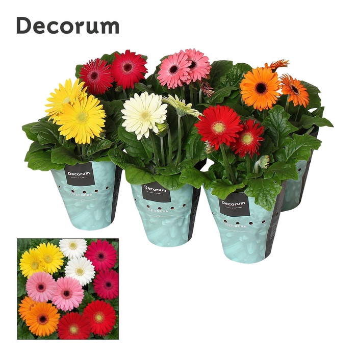 <h4>Gerbera 3+ bl. 12cm potcover Decorum</h4>