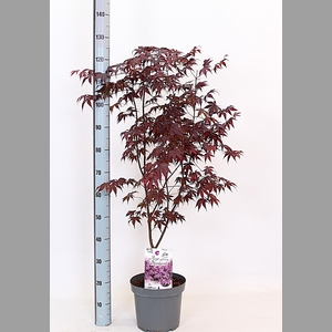ACER PA BLOODGOOD
