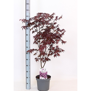 ACER PA BLOODGOOD