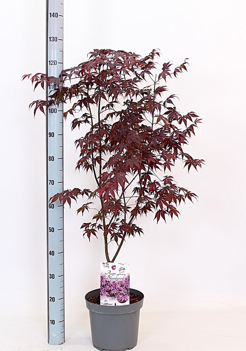 <h4>ACER PA BLOODGOOD</h4>