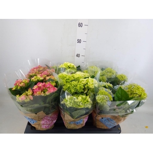 Hydrangea mac.   ...mix