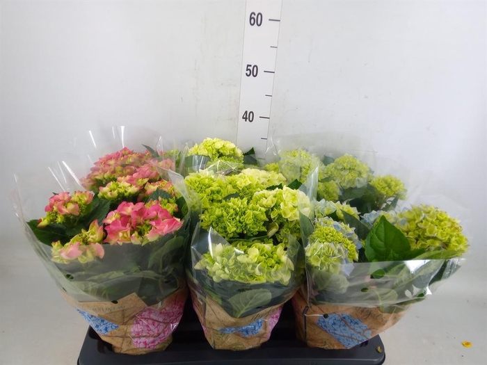 <h4>Hydrangea mac.   ...mix</h4>