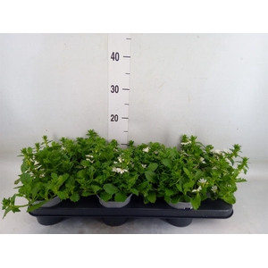 Scaevola  'Toppot White'