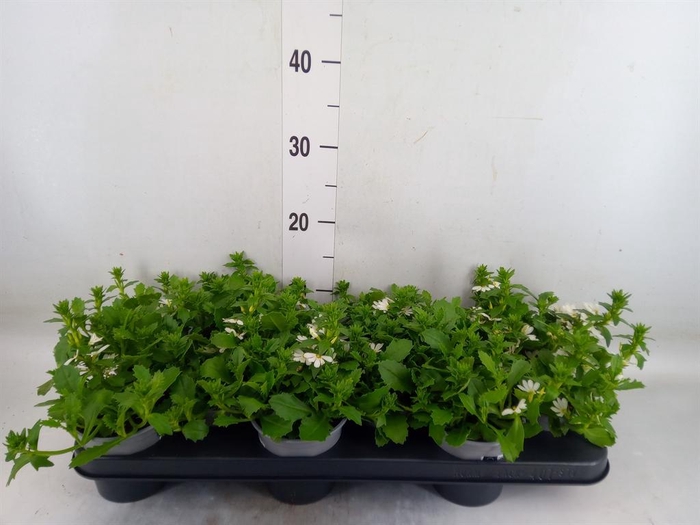 <h4>Scaevola  'Toppot White'</h4>