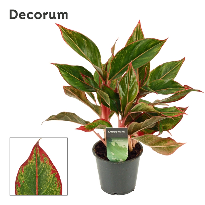 <h4>Aglaonema Crete</h4>