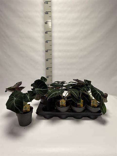 <h4>ALOC BLACK VELVET</h4>