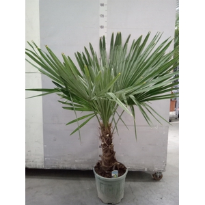 Trachycarpus fortunei