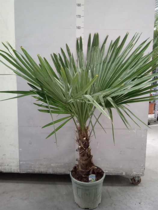 Trachycarpus fortunei