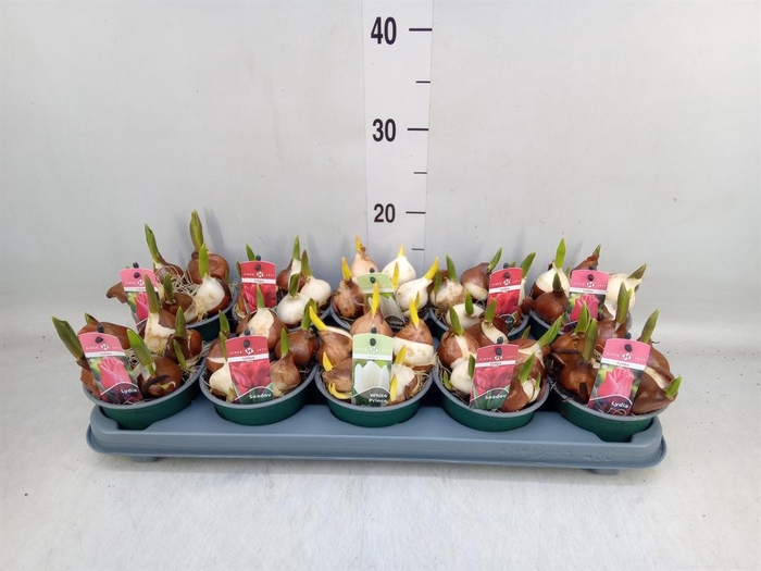 <h4>Tulipa   ...mix 3</h4>