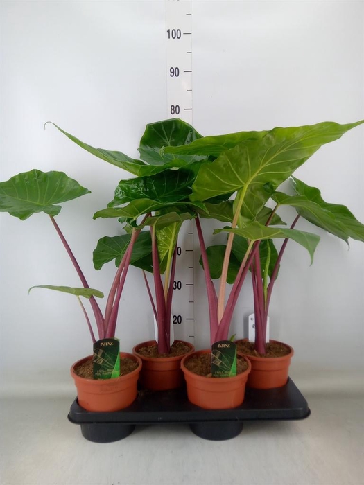 <h4>Alocasia ...</h4>