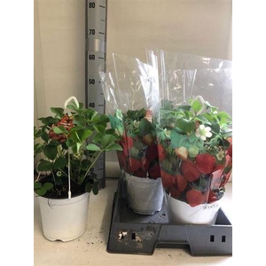 Fragaria X Ananassa Elsanta