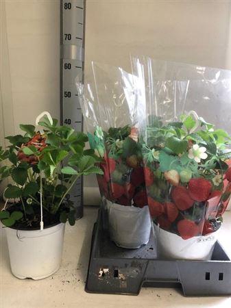 <h4>Fragaria X Ananassa Elsanta</h4>