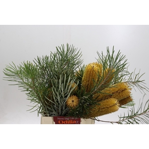 Banksia Collina