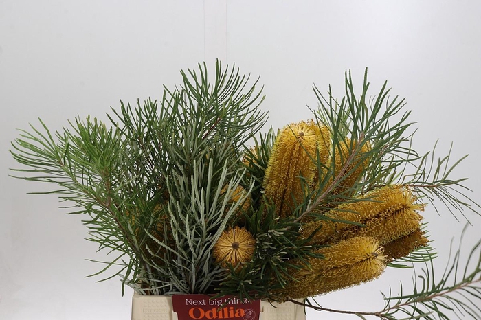 <h4>Banksia Collina</h4>