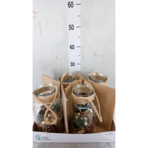 Arr.   Kamerplant Groen H%