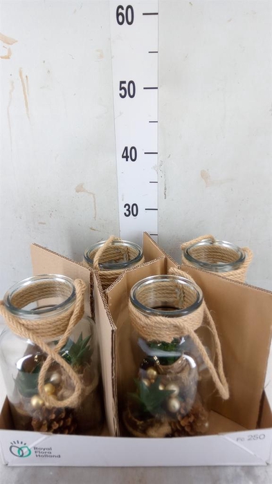 <h4>Arr. Kamerplant Groen H%</h4>