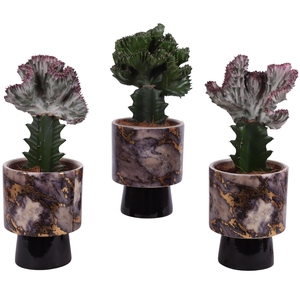 Cactus mix Euphorbia l. Ø12cm in Ø14cm Ceramic PL672