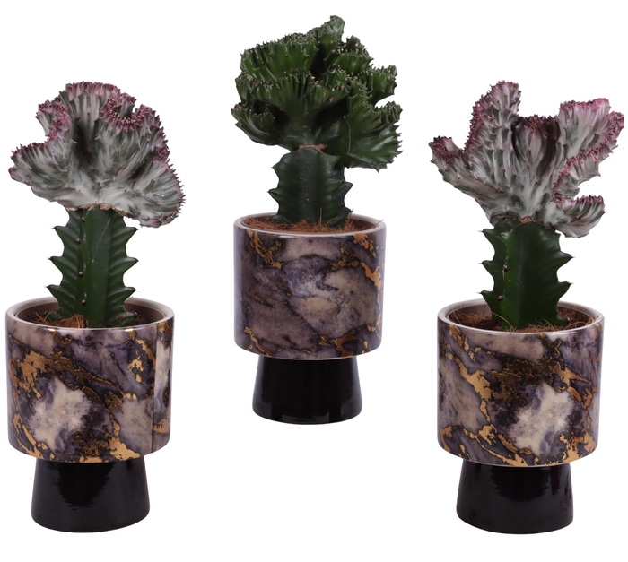 <h4>Cactus mix Euphorbia l. Ø12cm in Ø14cm Ceramic PL672</h4>