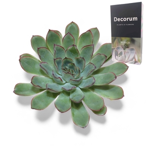 Echeveria Pulidonis Grey Cutflower Wincx-8cm