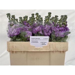 Matthiola Centum Lavendel