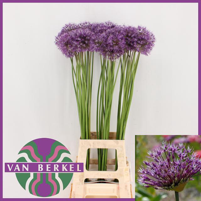 ALLIUM ANGEBOT