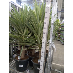 Yucca elephantipes 'Jewel'