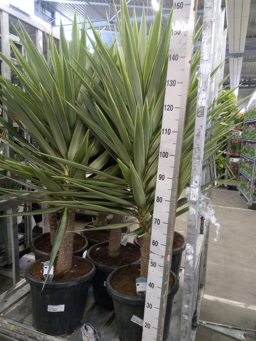 <h4>Yucca elephantipes 'Jewel'</h4>