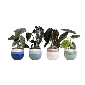 ALOCASIA MIX P6 L 66129