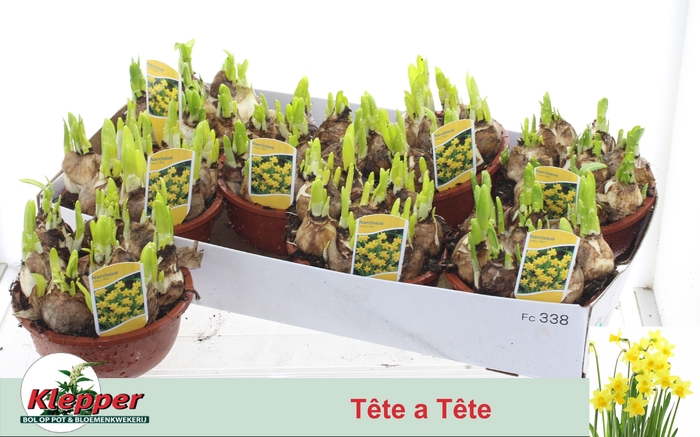 <h4>NARC O TETE A TETE</h4>