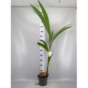 Cocos nucifera