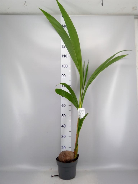 <h4>Cocos nucifera</h4>