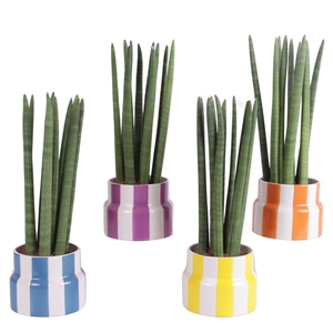 Sansevieria Cylindrica Straight 10 Leaf Ø15cm Ceramic EV563