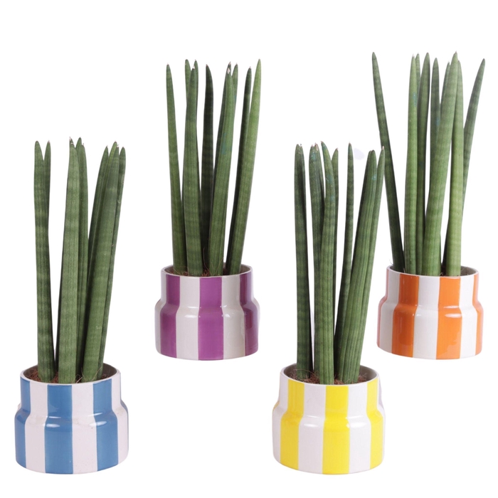 <h4>Sansevieria Cylindrica Straight 10 Leaf Ø15cm Ceramic EV563</h4>