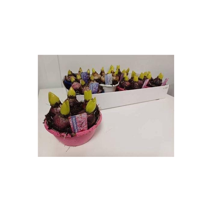 <h4>Hyacin Gem 3 Kl</h4>