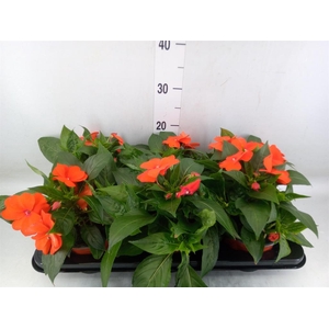 Impatiens NG 'ColPow Orange Red'