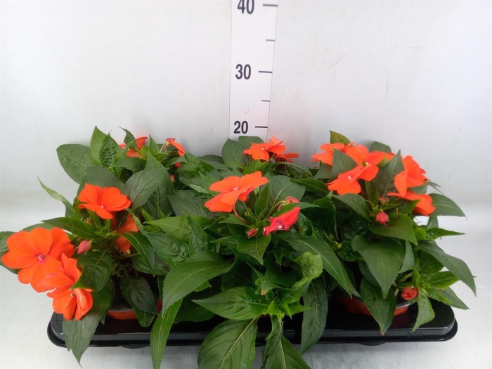 <h4>Impatiens NG 'ColPow Orange Red'</h4>