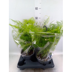 Asparagus setaceus