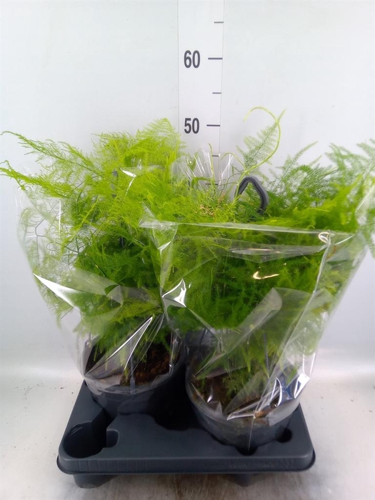 <h4>Asparagus setaceus</h4>