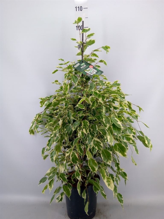 <h4>Ficus benja. 'Twilight'</h4>